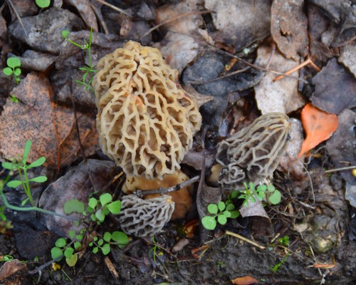Morel habitat kit spedizione - habitat,