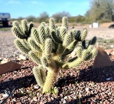 2 talee di cholla orsacchiotto