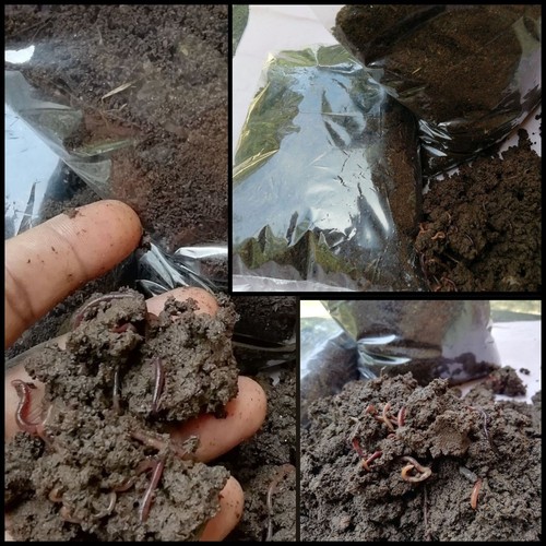 Compost vermi rossi wiggler - vermi,