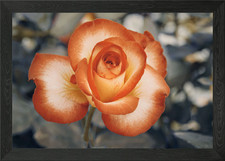 rose che crescono in giardino