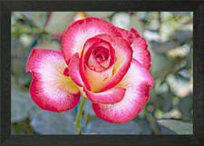 rose che crescono in giardino